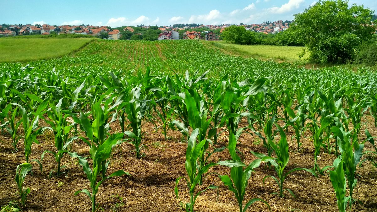 Hileras de cultivo de maíz
