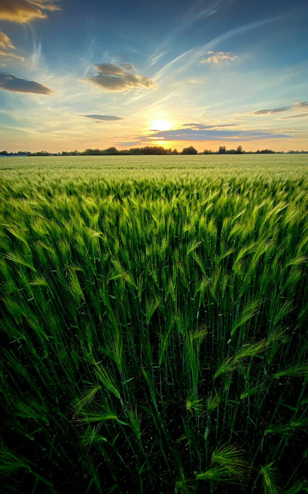 Cebada al atardecer