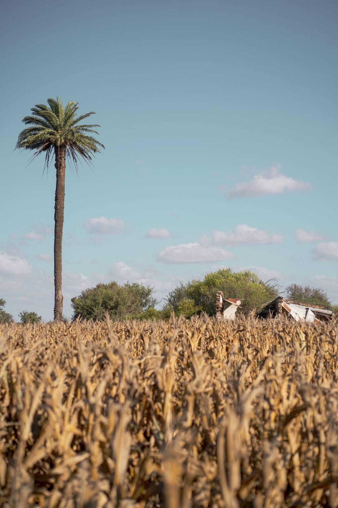 Maizal seco con una palmera y una casa a lo lejos