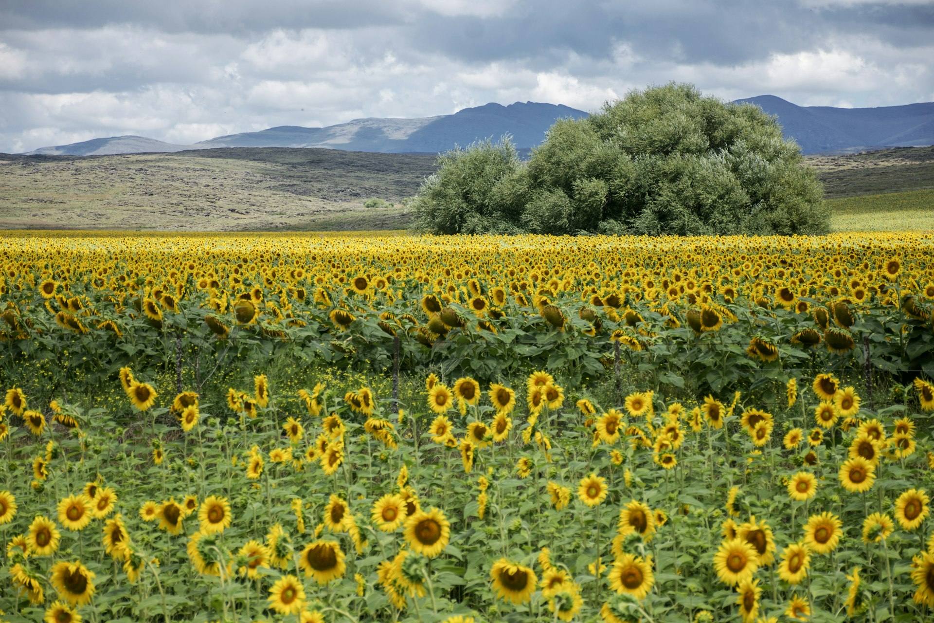 Girasoles en flor con sierras bajas detrás