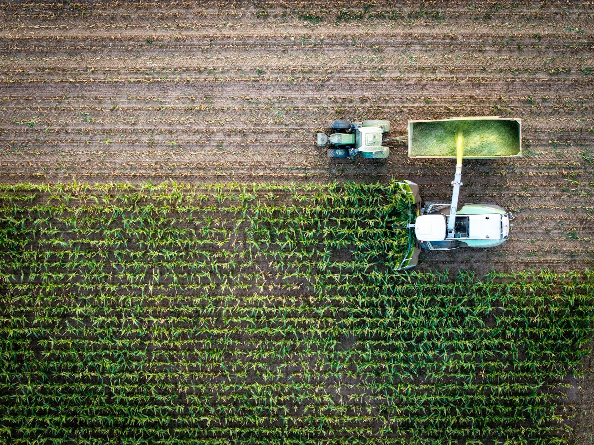 Vista aérea de una picadora llenando un acoplado en un maizal