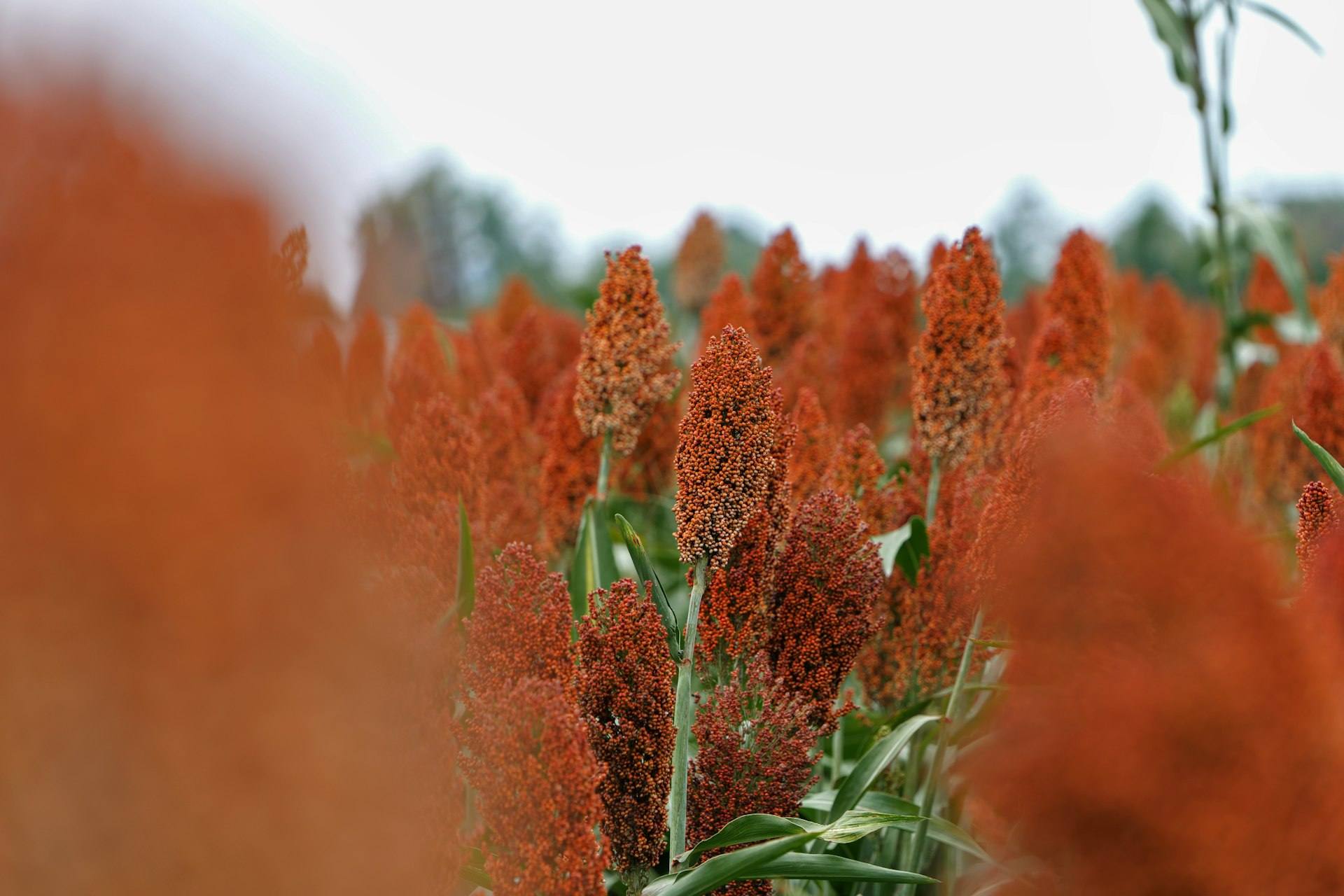 Lote de sorgo con panojas rojas maduras