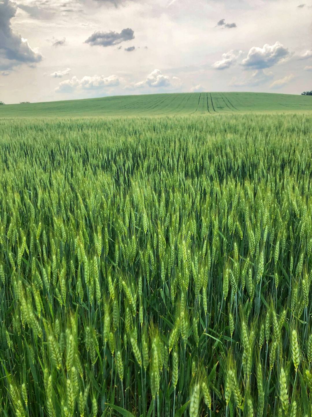 Trigo verde bajo nubes blancas