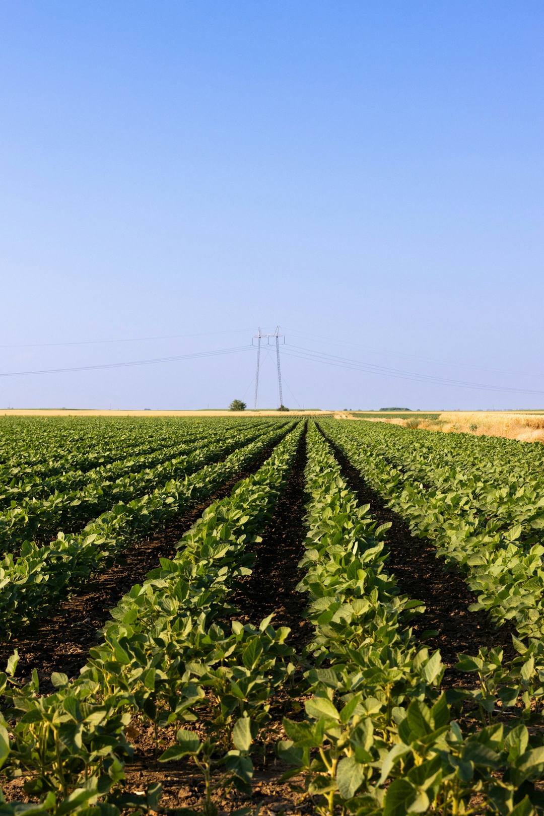 Surcos rectos de un cultivo verde hacia un cielo despejado