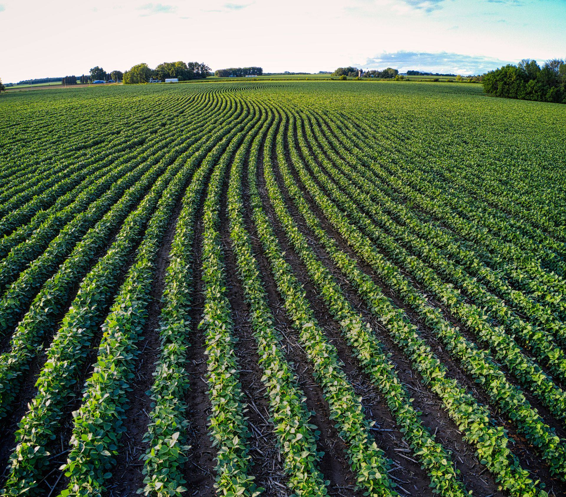 Vista aérea de surcos de un cultivo verde hasta el horizonte