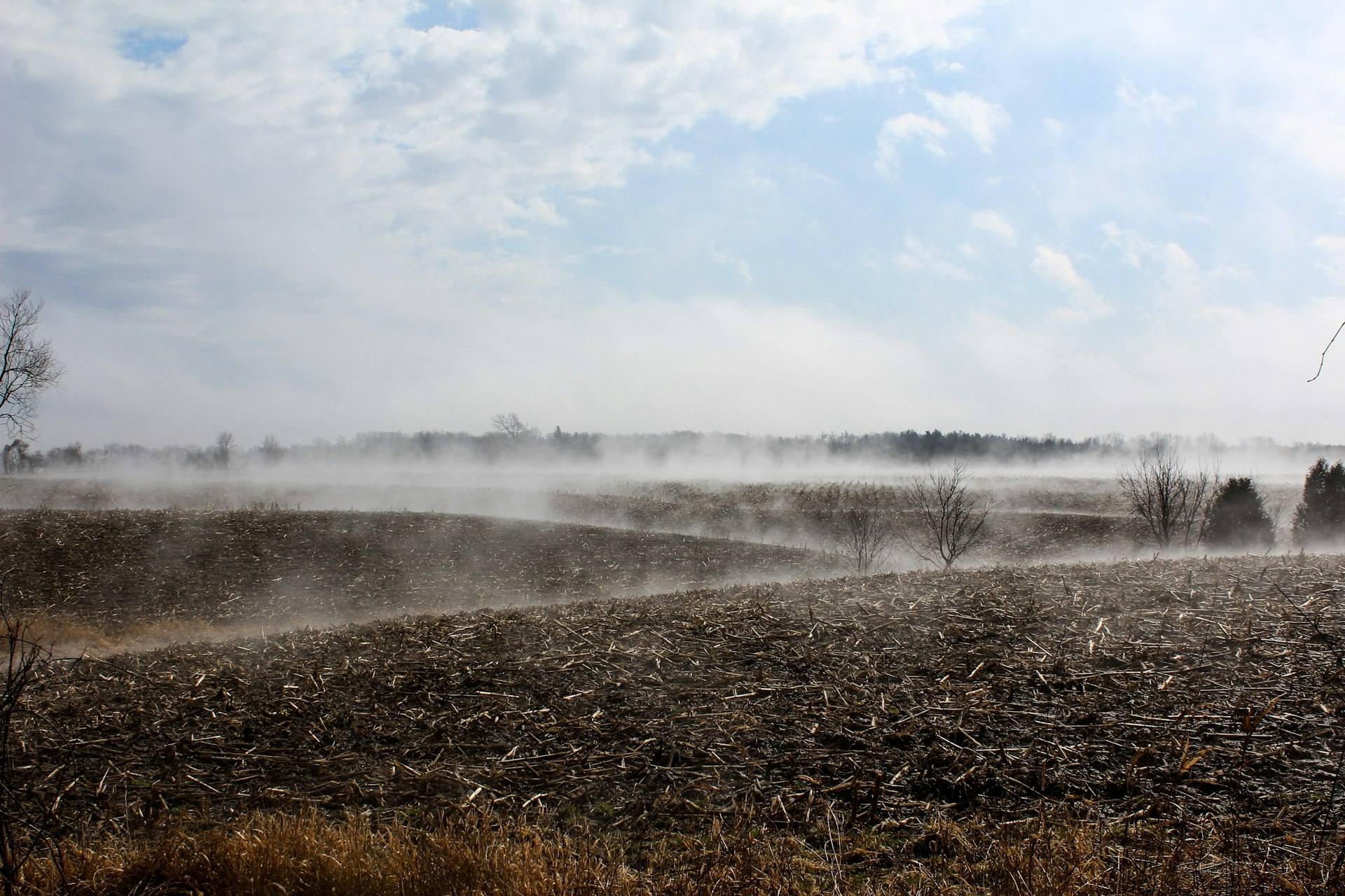 Niebla sobre un lote trabajado, con árboles al fondo