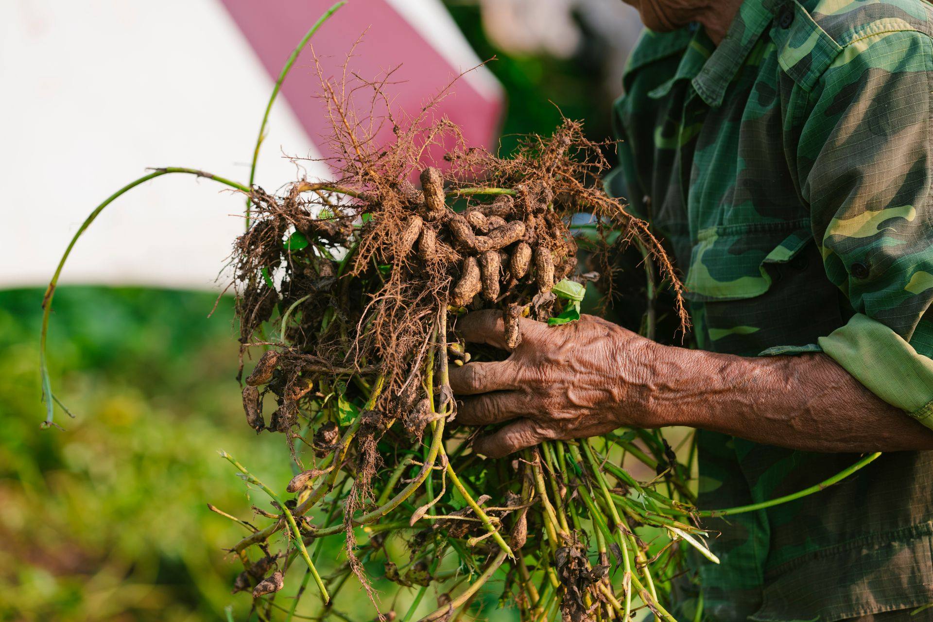 Manos con plantas de maní recién arrancadas, con raíces y tierra