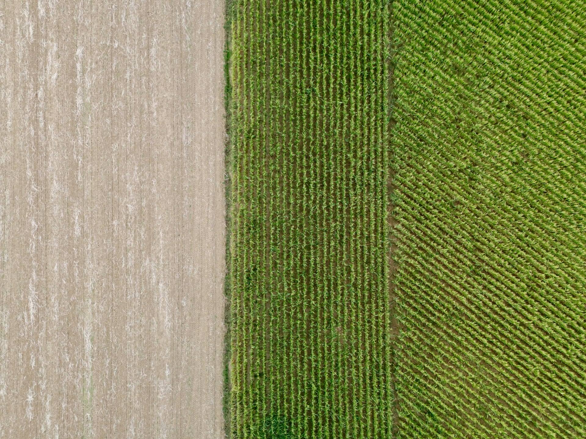 Vista aérea de un rastrojo de trigo junto a surcos de maíz verde