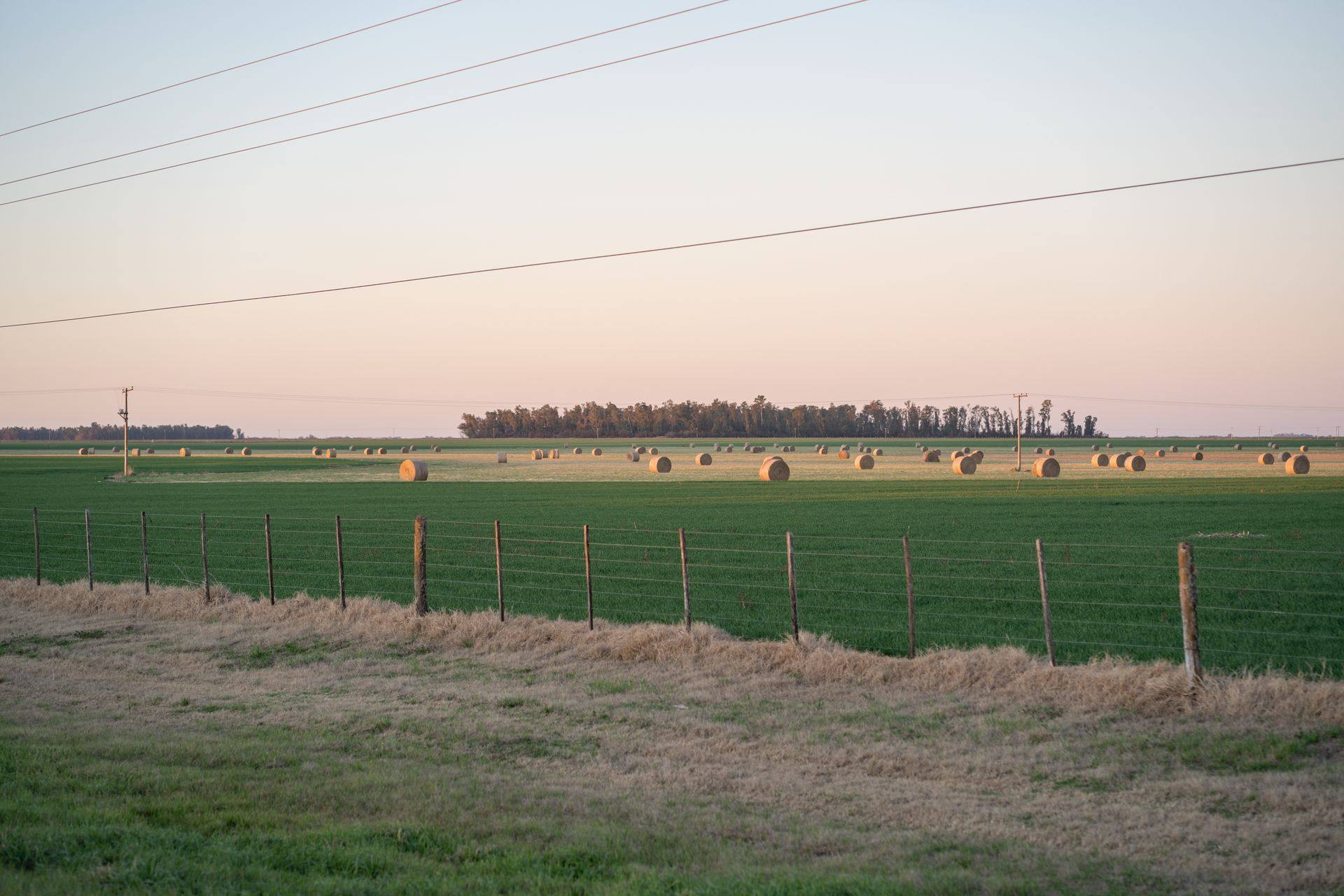 Rollos de pasto en un campo de Córdoba al amanecer
